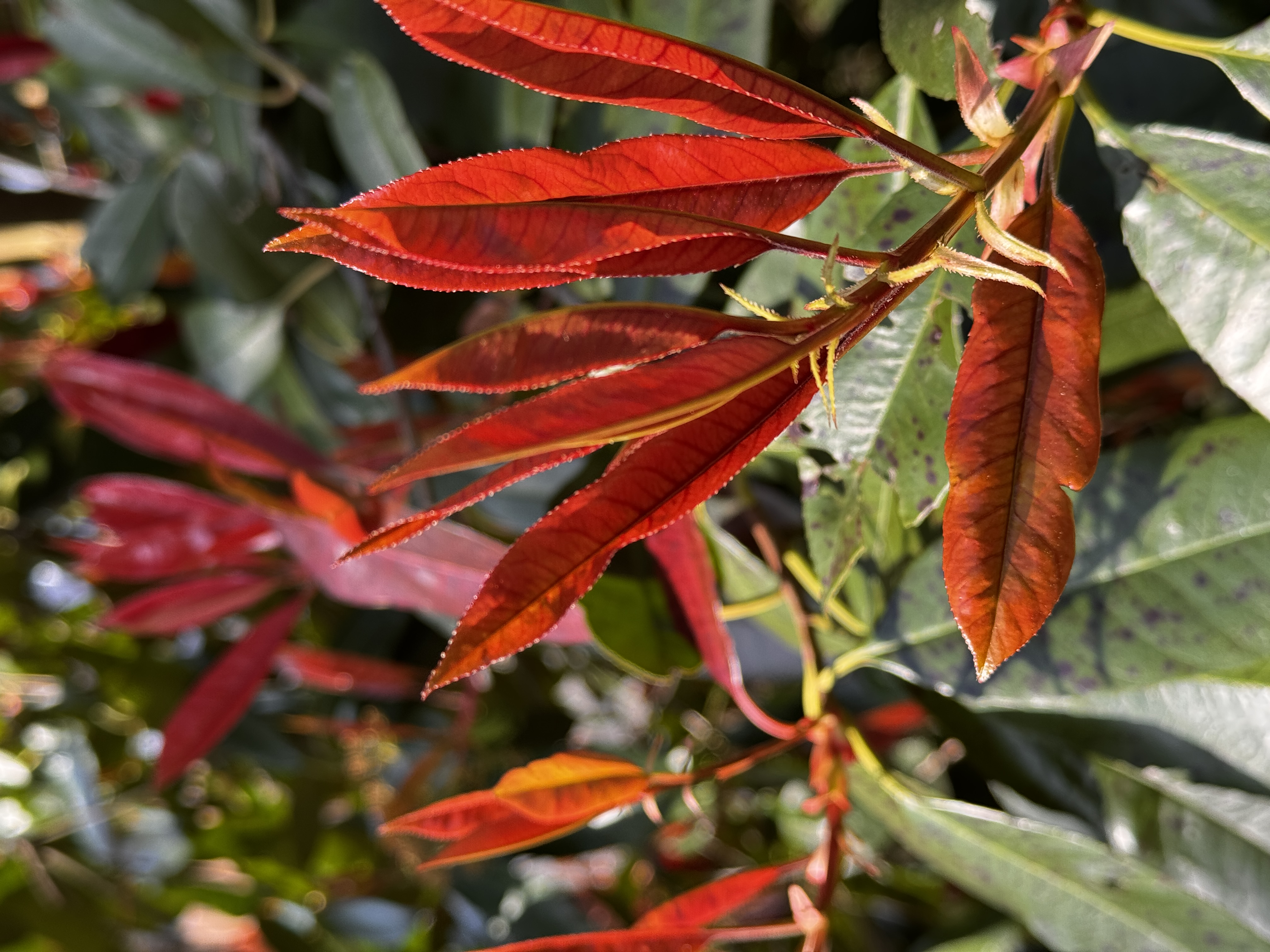 Planta de hojas rojas