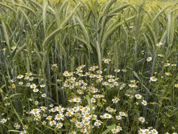 Echte Kamille im Kornfeld (4.6.)