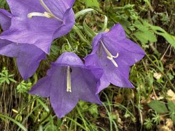 Pfirsichblättrige Glockenblume (4.6.)