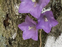 Pfirsichblättrige Glockenblume (4.6.)