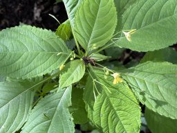 Kleines Springkraut (4.6.)