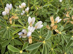 Lupinen (4.6.)