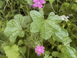 Wilde Malve (8.6.)