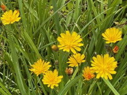 Gewöhnliches Ferkelkraut (14.6.)