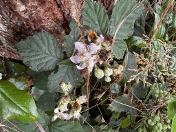Brombeerstrauch (14.6.)