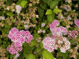 Spierstrauch japonica (14.6.)