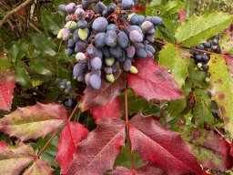 Mahonia aquifolium (14.6.)