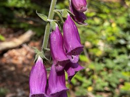 Roter Fingerhut (15.6.)