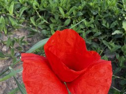 Klatschmohn (15.6.)