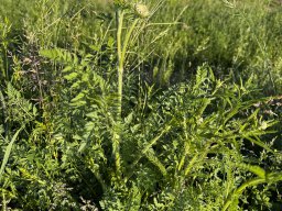 Goldgarbe - Gelbe Schafgarbe (15.6.)