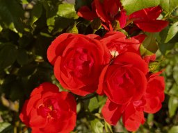 Heckenrose (23.6.)