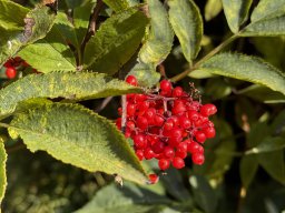 Roter Holunder (27.6.)