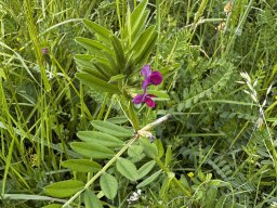 Futterwicke - Vicia sativa (10.5.)