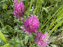 Wiesenklee (10.5.)