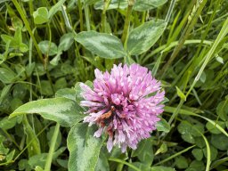 Wiesenklee (10.5.)