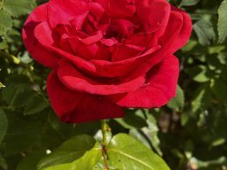 China-Rose (22.5.)