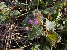 Purpurrote Taubnessel (8.3.)