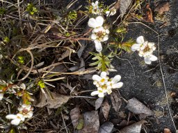 Schleifenblume (8.3.)