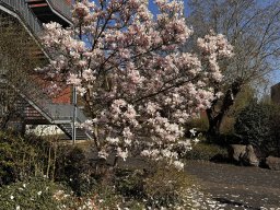 Magnolienbaum (22.3.)