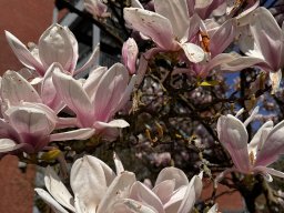 Magnolien (22.3.)