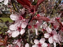 Magnolien (22.3.)