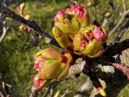 Prunus serrulata (22.3.)