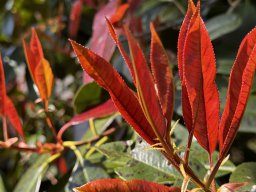 Photinia Serratifolia (22.3.)