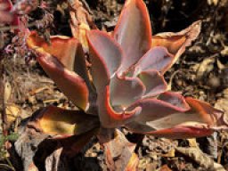 Dudleya