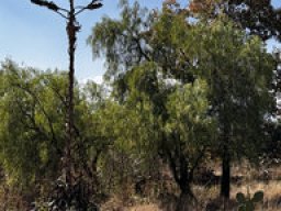 Agave - Opuntia