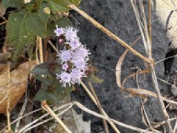 Gewoehnlicher Leberbalsam