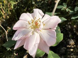 Hundsrose