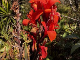 Indisches Blumenrohr