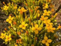 Kalanchoe blossfeldiana