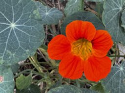 Kapuzinerkresse - Tropaeolum majus