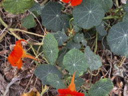 Kapuzinerkresse - Tropaeolum majus