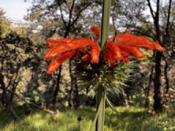 Leonitis nepetifolia - Löwenohren