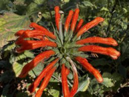 Leonitis nepetifolia - Löwenohren