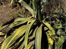 Agave - Maguey