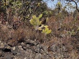 Opuntia