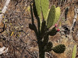 Opuntia