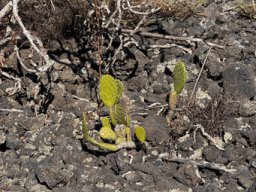 Opuntia