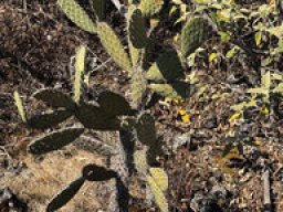 Opuntia