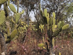Opuntia