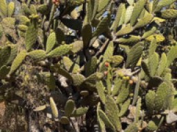Opuntia