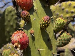Opuntia