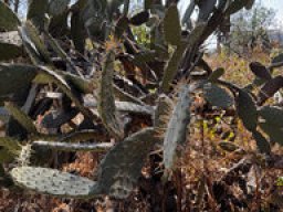 Opuntia