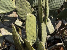 Opuntia