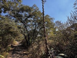 Agave - Maguey