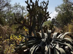 Opuntia - Agave