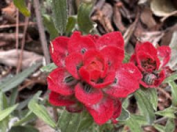 Sphaeralcea coccinea